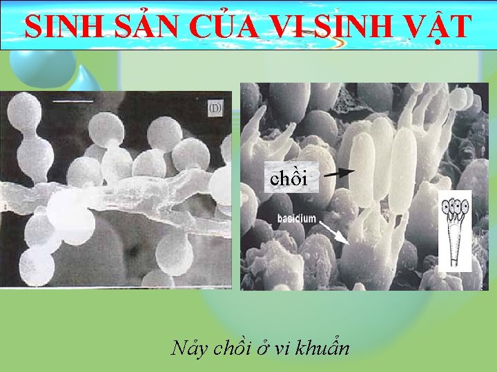 SINH SẢN CỦA VI SINH VẬT chồi Nảy chồi ở vi khuẩn 