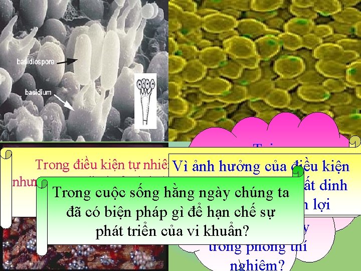 Tại sao Trong điều kiện tự nhiên. Vì sự ảnh SS của vi hưởng