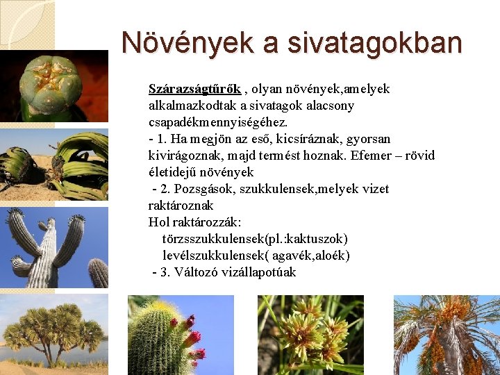 Növények a sivatagokban Szárazságtűrők , olyan növények, amelyek alkalmazkodtak a sivatagok alacsony csapadékmennyiségéhez. -