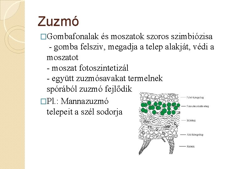 Zuzmó �Gombafonalak és moszatok szoros szimbiózisa - gomba felsziv, megadja a telep alakját, védi