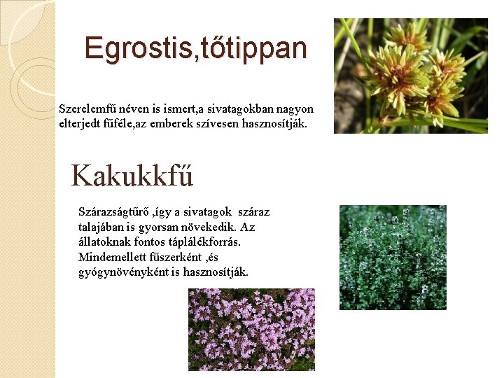 Egrostis, tőtippan Szerelemfű néven is ismert, a sivatagokban nagyon elterjedt fűféle, az emberek szívesen
