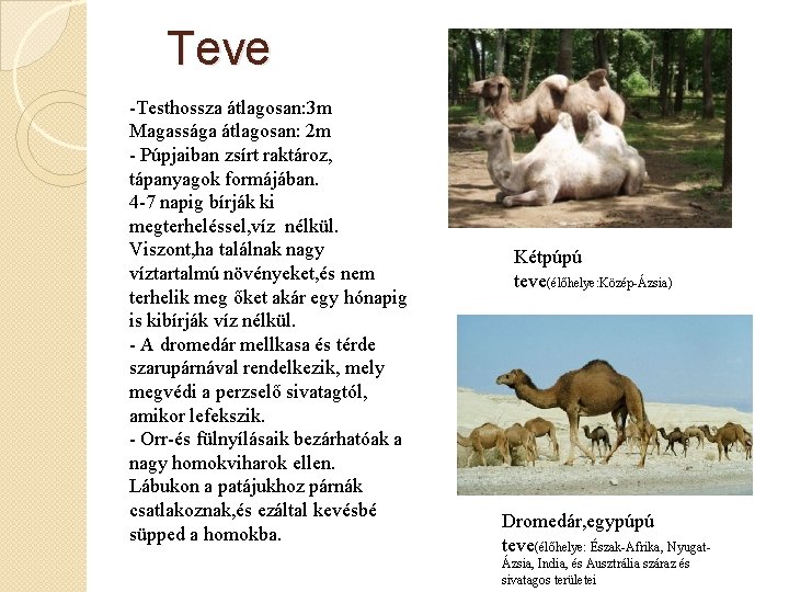 Teve -Testhossza átlagosan: 3 m Magassága átlagosan: 2 m - Púpjaiban zsírt raktároz, tápanyagok