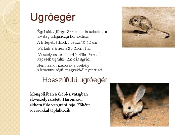 Ugróegér Éjjel aktív, fürge. Színe alkalmazkodott a sivatag talajához, a homokhoz. A kifejlett állatok