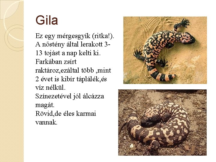 Gila Ez egy mérgesgyík (ritka!). A nőstény által lerakott 313 tojást a nap kelti