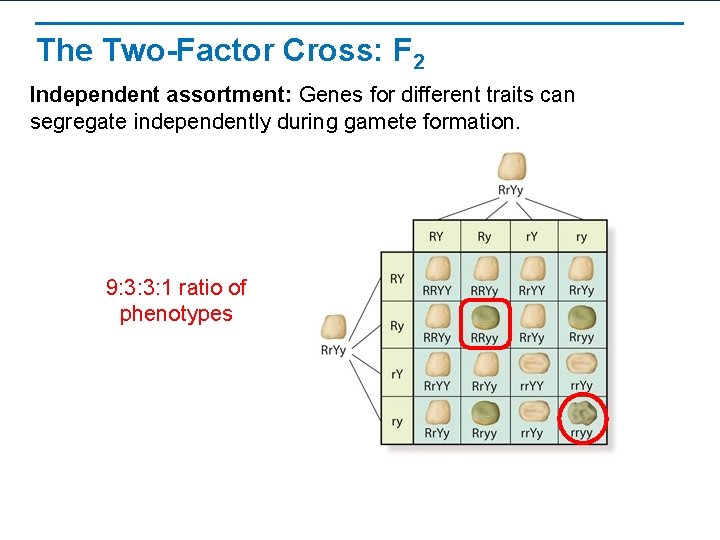 The Two-Factor Cross: F 2 Independent assortment: Genes for different traits can segregate independently