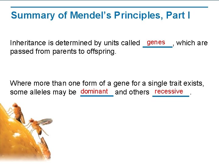 Summary of Mendel’s Principles, Part I Inheritance is determined by units called genes passed