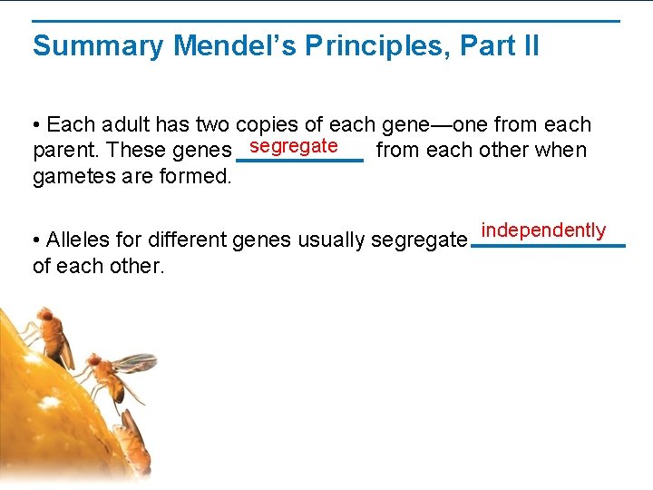 Summary Mendel’s Principles, Part II • Each adult has two copies of each gene—one