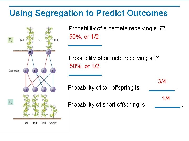 Using Segregation to Predict Outcomes Probability of a gamete receiving a T? 50%, or
