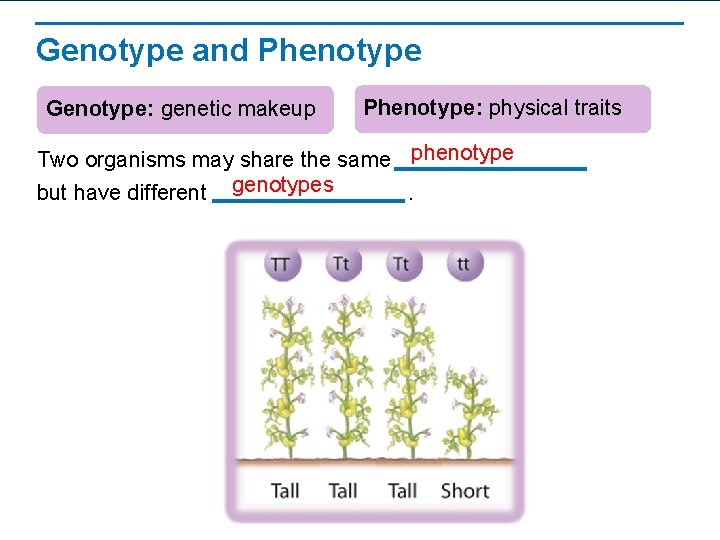 Genotype and Phenotype Genotype: genetic makeup Phenotype: physical traits Two organisms may share the