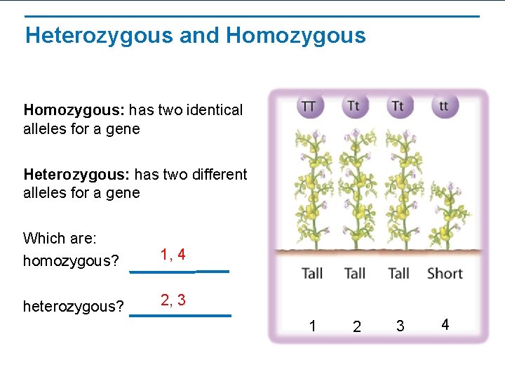 Heterozygous and Homozygous: has two identical alleles for a gene Heterozygous: has two different