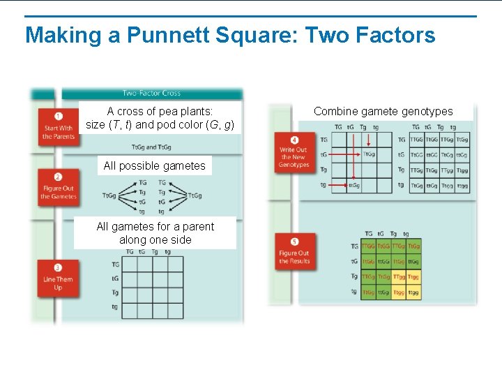 Making a Punnett Square: Two Factors A cross of pea plants: size (T, t)