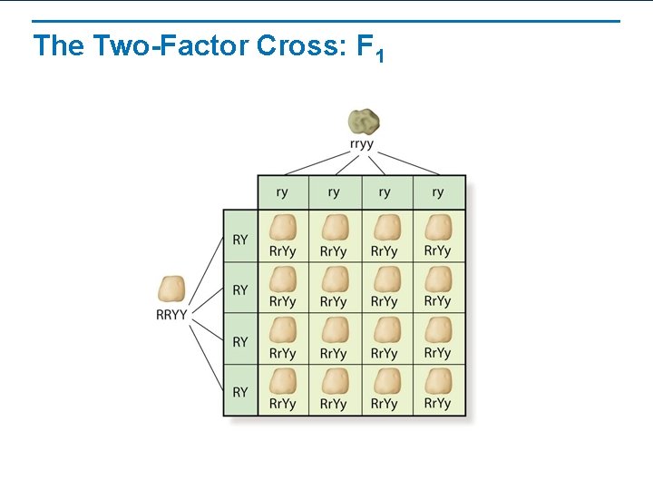 The Two-Factor Cross: F 1 