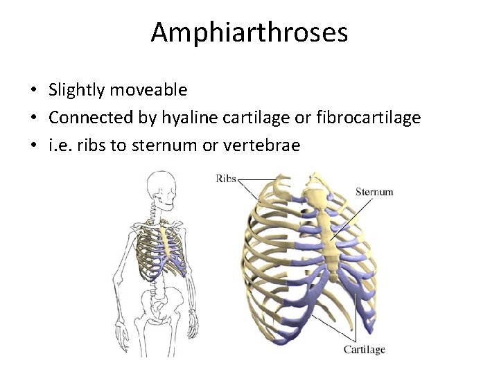 Amphiarthroses • Slightly moveable • Connected by hyaline cartilage or fibrocartilage • i. e.