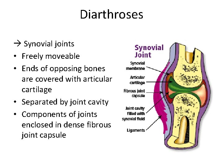 Diarthroses Synovial joints • Freely moveable • Ends of opposing bones are covered with