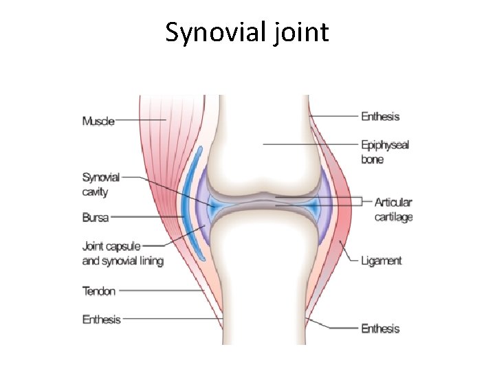 Synovial joint 