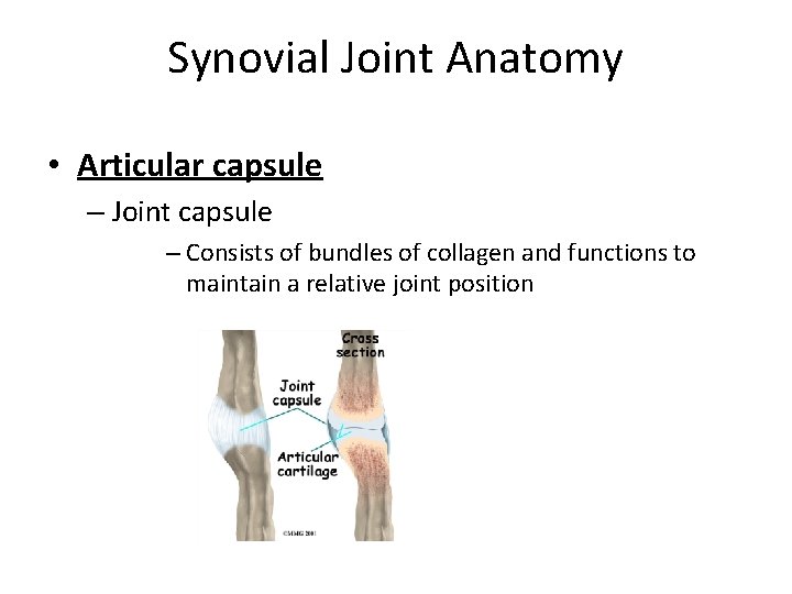 Synovial Joint Anatomy • Articular capsule – Joint capsule – Consists of bundles of