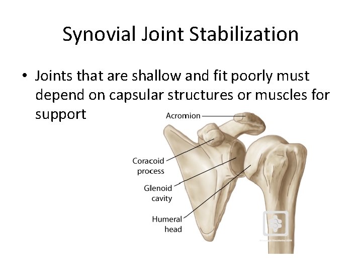 Synovial Joint Stabilization • Joints that are shallow and fit poorly must depend on