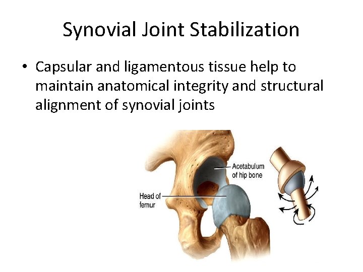 Synovial Joint Stabilization • Capsular and ligamentous tissue help to maintain anatomical integrity and