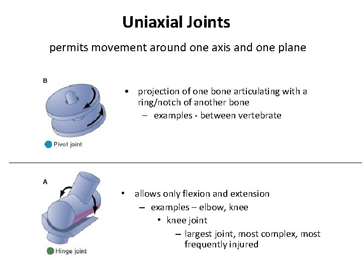 Uniaxial Joints permits movement around one axis and one plane • projection of one