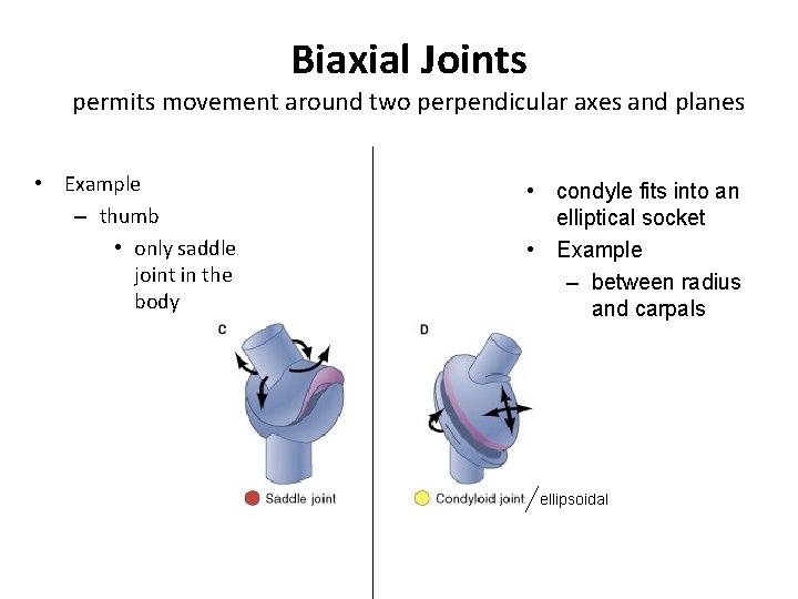 Biaxial Joints permits movement around two perpendicular axes and planes • Example – thumb