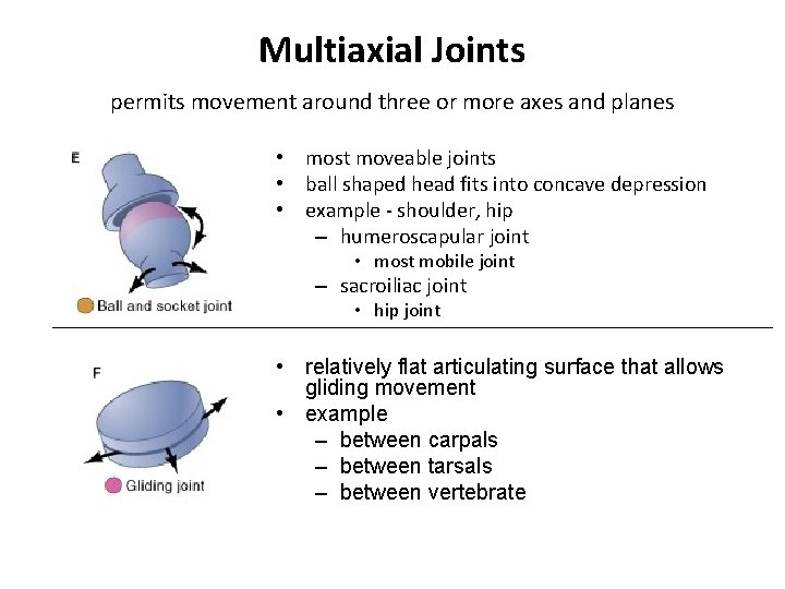 Multiaxial Joints permits movement around three or more axes and planes • most moveable