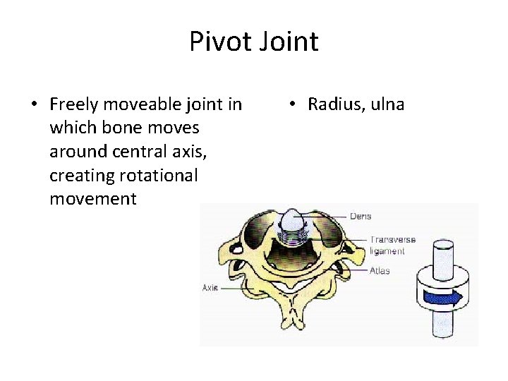 Pivot Joint • Freely moveable joint in which bone moves around central axis, creating