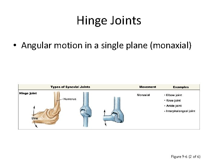 Hinge Joints • Angular motion in a single plane (monaxial) Figure 9– 6 (2