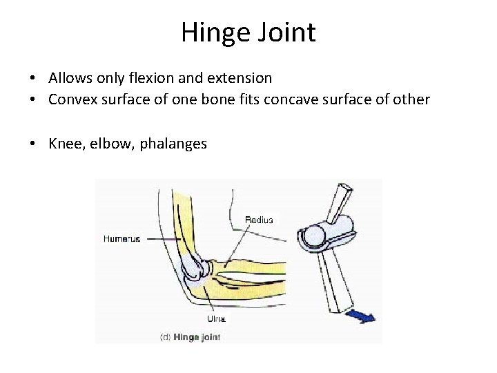 Hinge Joint • Allows only flexion and extension • Convex surface of one bone
