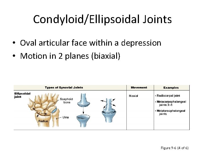 Condyloid/Ellipsoidal Joints • Oval articular face within a depression • Motion in 2 planes