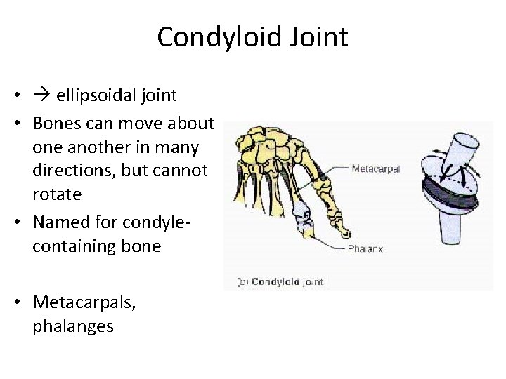 Condyloid Joint • ellipsoidal joint • Bones can move about one another in many