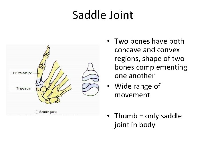 Saddle Joint • Two bones have both concave and convex regions, shape of two