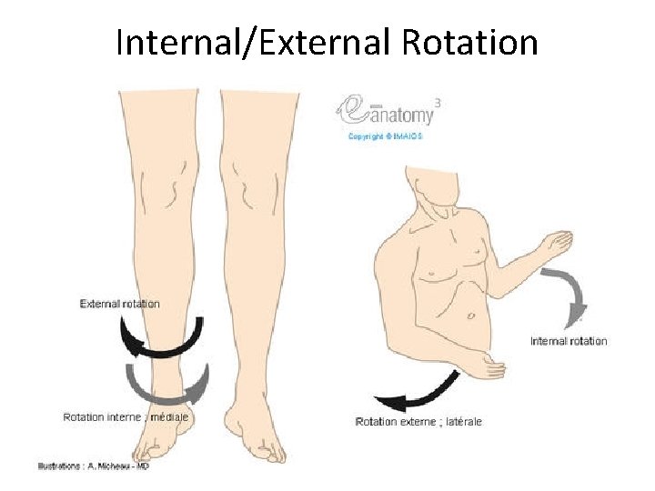 Internal/External Rotation 