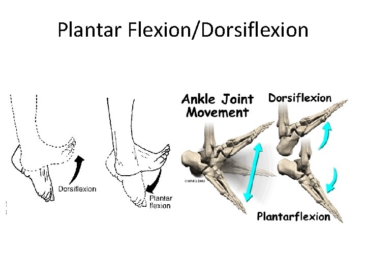 Plantar Flexion/Dorsiflexion 