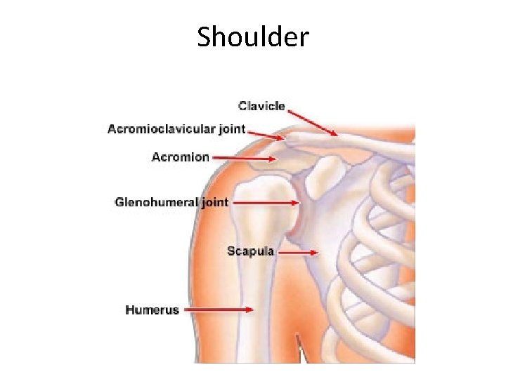 Shoulder 