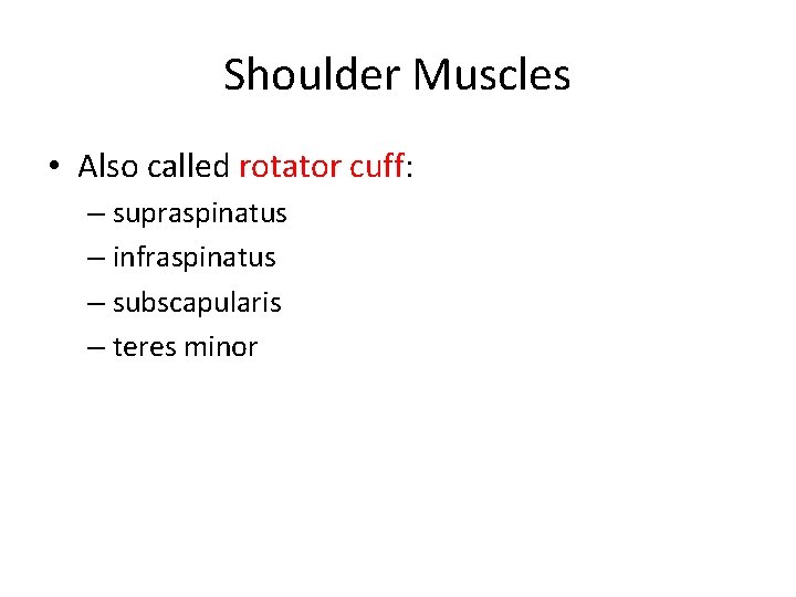 Shoulder Muscles • Also called rotator cuff: – supraspinatus – infraspinatus – subscapularis –