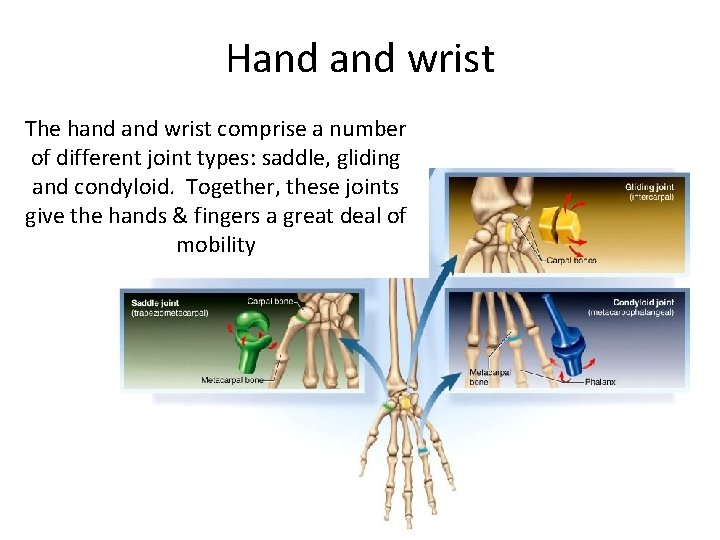 Hand wrist The hand wrist comprise a number of different joint types: saddle, gliding