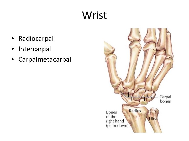 Wrist • Radiocarpal • Intercarpal • Carpalmetacarpal 