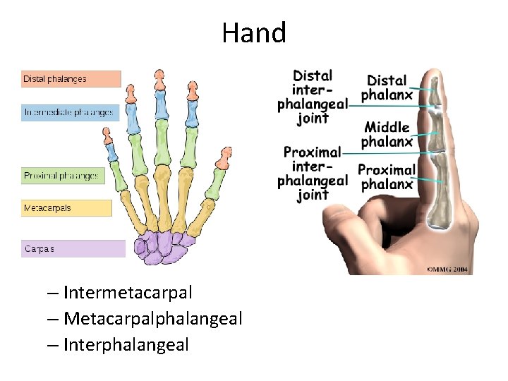 Hand – Intermetacarpal – Metacarpalphalangeal – Interphalangeal 