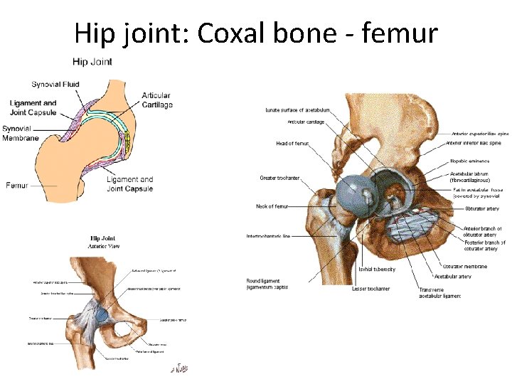 Hip joint: Coxal bone - femur 