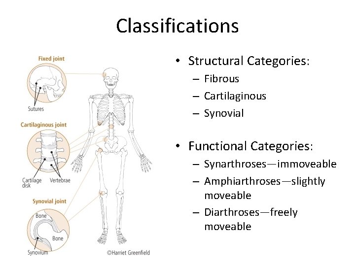 Classifications • Structural Categories: – Fibrous – Cartilaginous – Synovial • Functional Categories: –