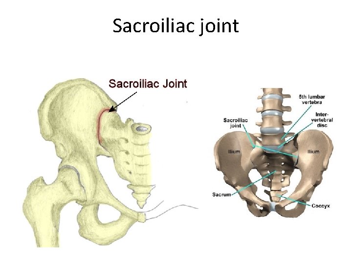 Sacroiliac joint 