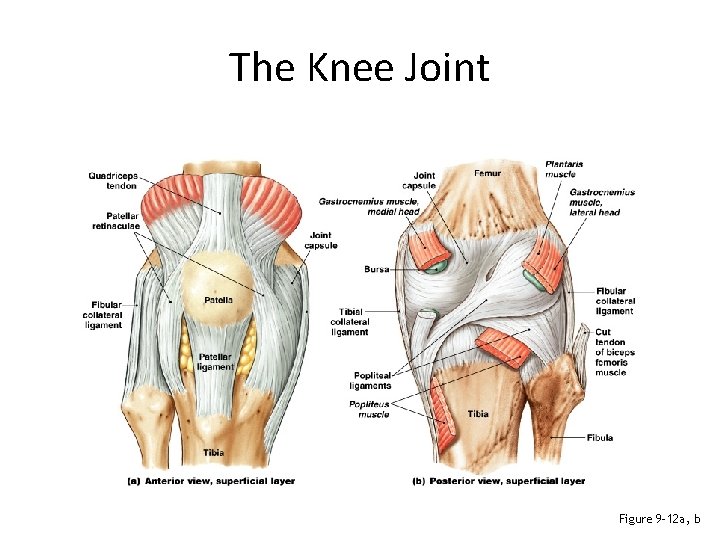 The Knee Joint Figure 9– 12 a, b 