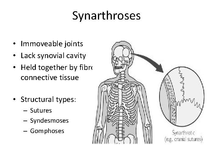 Synarthroses • Immoveable joints • Lack synovial cavity • Held together by fibrous connective