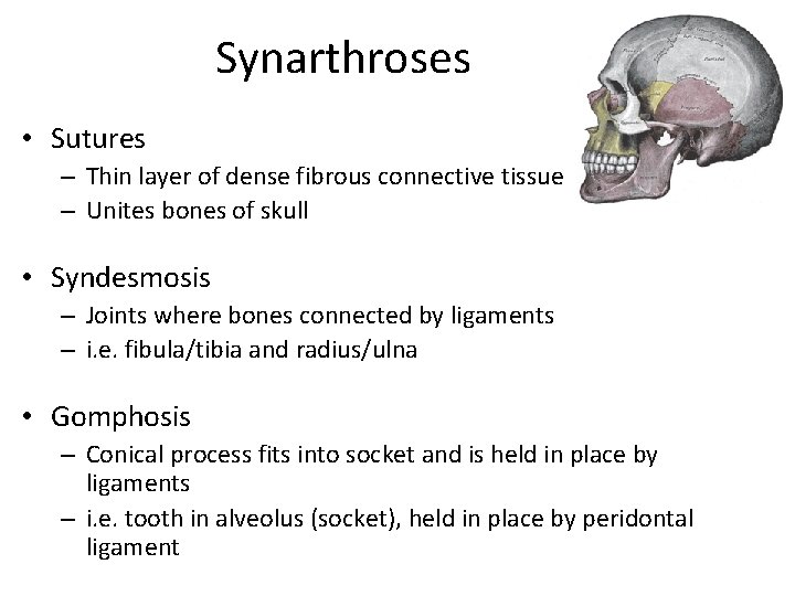 Synarthroses • Sutures – Thin layer of dense fibrous connective tissue – Unites bones