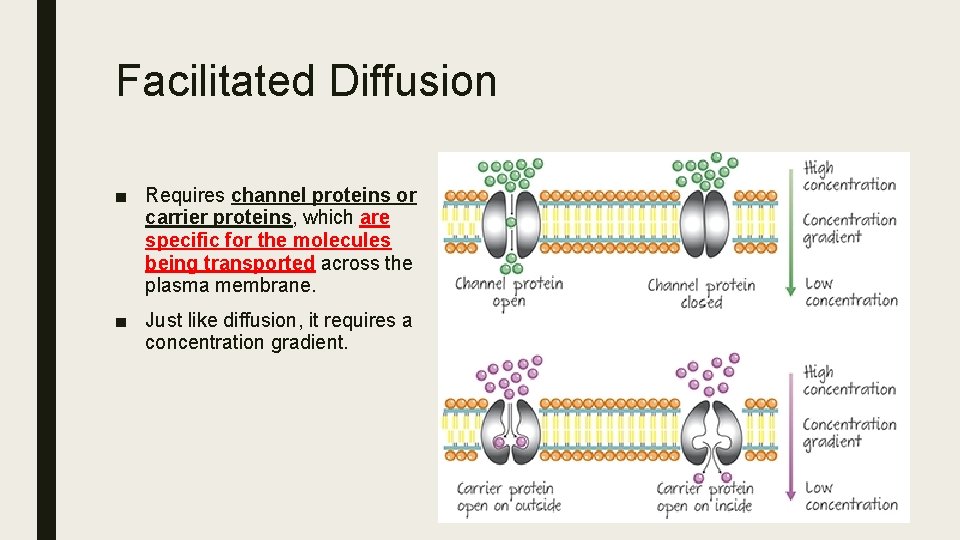 Facilitated Diffusion ■ Requires channel proteins or carrier proteins, which are specific for the