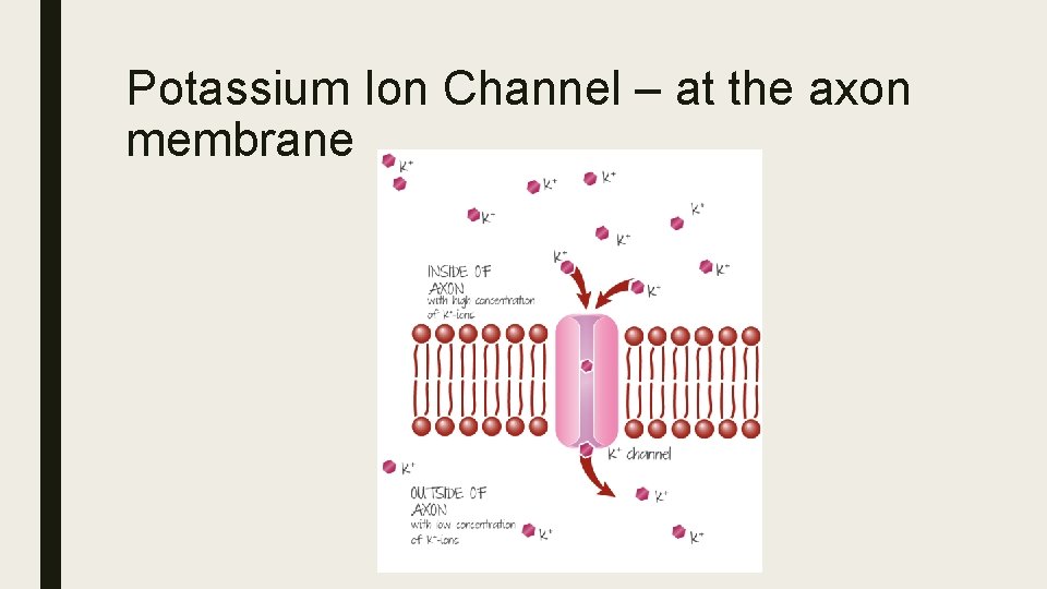 Potassium Ion Channel – at the axon membrane 