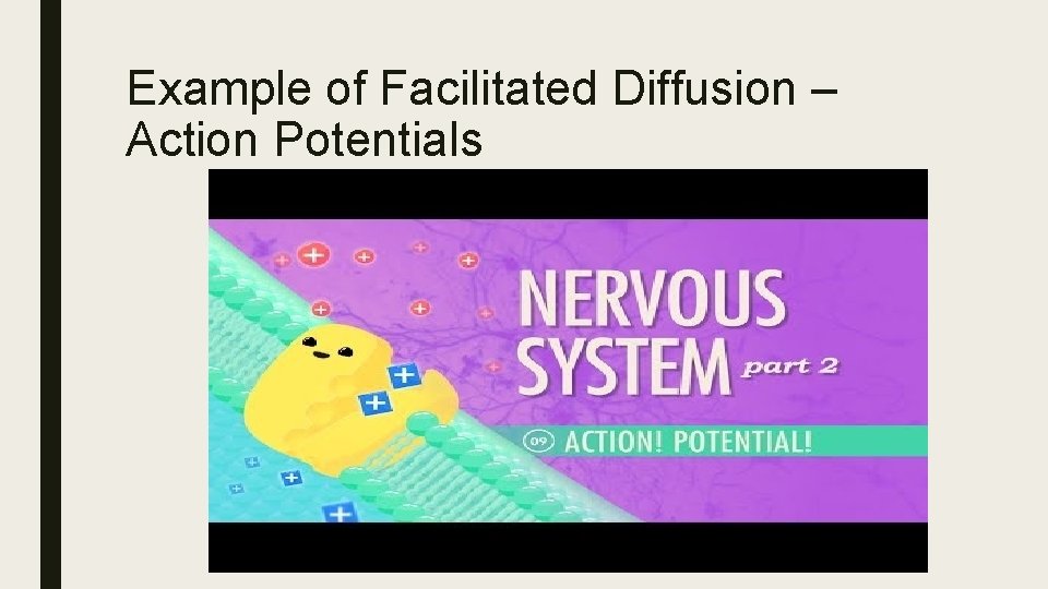 Example of Facilitated Diffusion – Action Potentials 