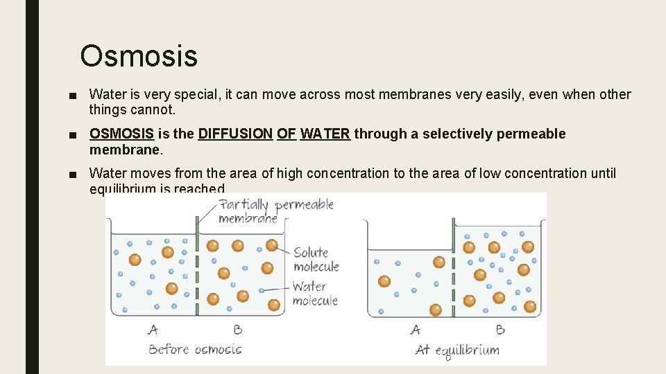 Osmosis ■ Water is very special, it can move across most membranes very easily,