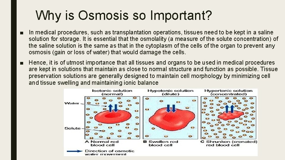 Why is Osmosis so Important? ■ In medical procedures, such as transplantation operations, tissues