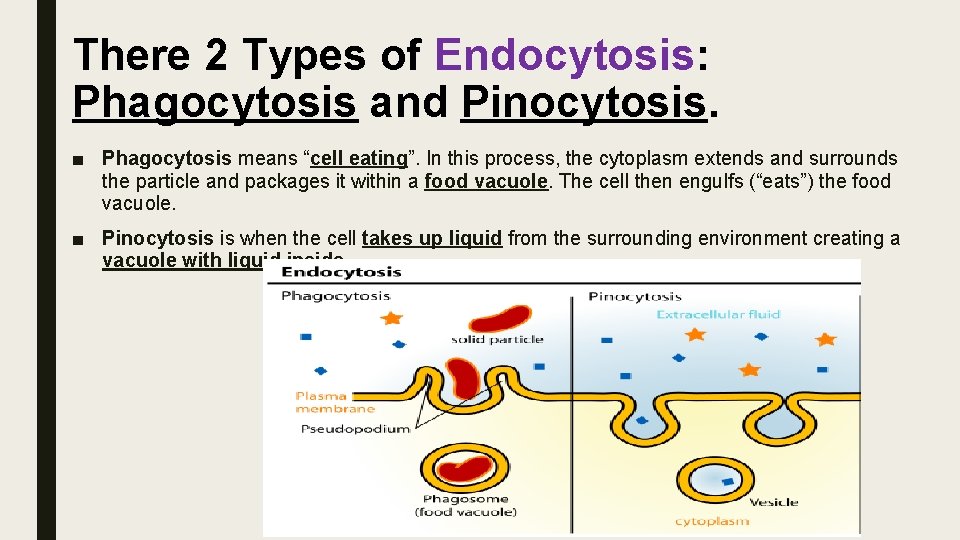 There 2 Types of Endocytosis: Phagocytosis and Pinocytosis. ■ Phagocytosis means “cell eating”. In
